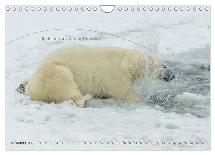 Produktbild: Emotionale Momente: Eisb&auml;ren - ganz menschlich gesehen. (Wandkalender 2026 DIN A4 quer), CALVENDO Monatskalender