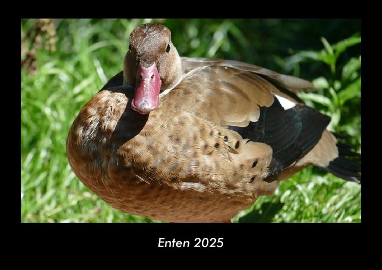 Produktbild: Enten 2025 Fotokalender DIN A3
