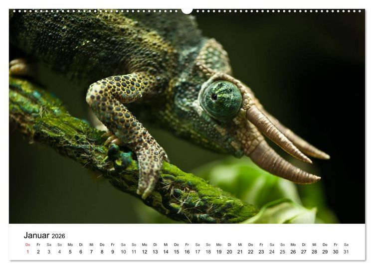 Produktbild: Faszination - Echsen (Wandkalender 2026 DIN A2 quer), CALVENDO Monatskalender
