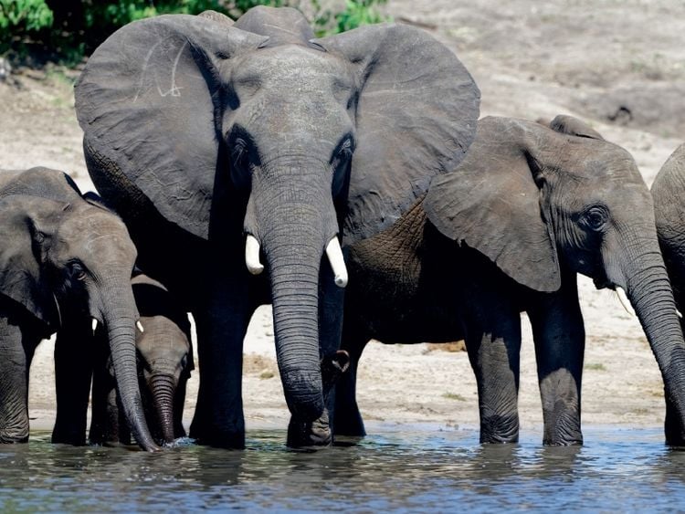 Produktbild: CALVENDO Puzzle Ein Motiv aus dem Kalender R&uuml;sseltiere - Afrikanische Elefanten | 1000 Teile Lege-Gr&ouml;&szlig;e 64x48cm Foto-Puzzle f&uuml;r gl&uuml;ckliche Stunden