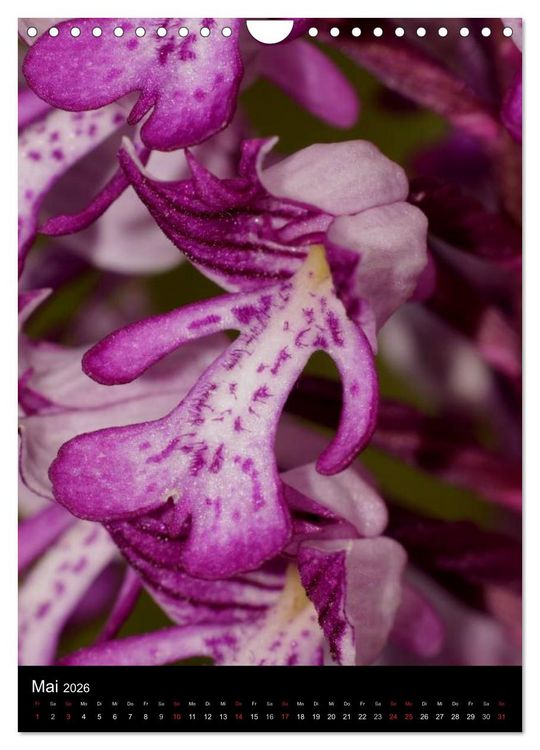 Produktbild: Wildwachsende Orchideen in Deutschland (Wandkalender 2026 DIN A4 hoch), CALVENDO Monatskalender