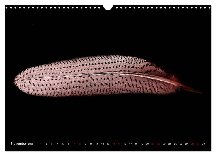 Produktbild: Federleichte Momente (Wandkalender 2026 DIN A3 quer), CALVENDO Monatskalender