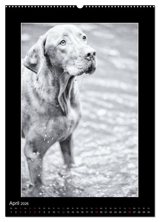Produktbild: Vizsla-Liebe (Wandkalender 2026 DIN A2 hoch), CALVENDO Monatskalender
