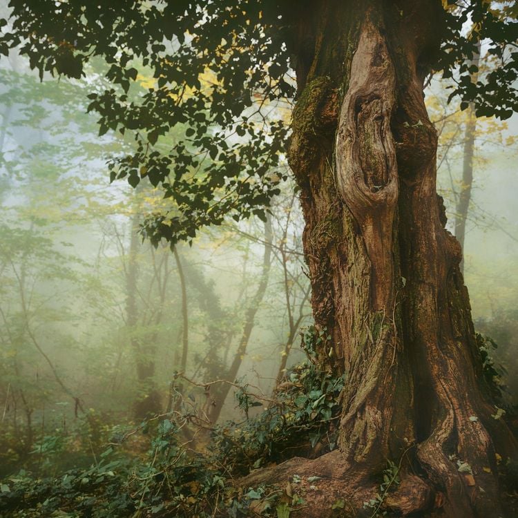Produktbild: Die Kraft der B&auml;ume / The Power of Trees 2027