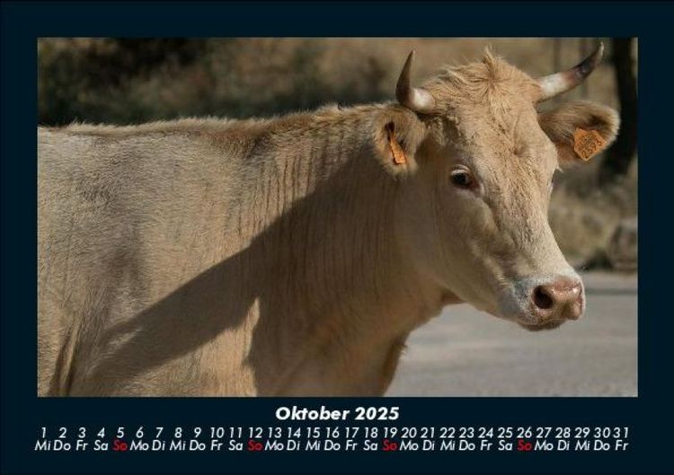 Produktbild: Kuhkalender 2025 Fotokalender DIN A5