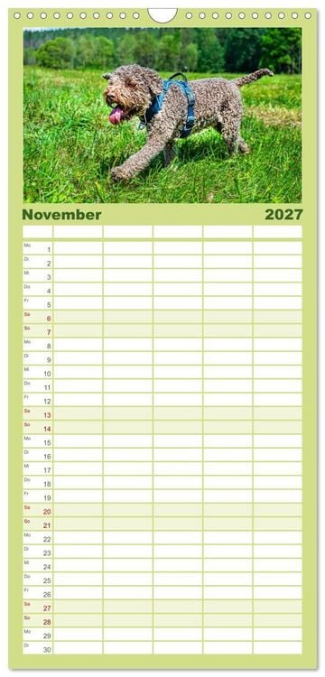 Produktbild: Familienplaner 2027 - Lagotto Romagnolo - die Tr&uuml;ffelsucher Italiens mit 5 Spalten (Wandkalender, 21 x 45 cm) CALVENDO