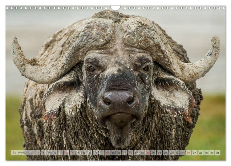 Produktbild: Emotionale Momente: Afrikas Big Five (Wandkalender 2026 DIN A3 quer), CALVENDO Monatskalender