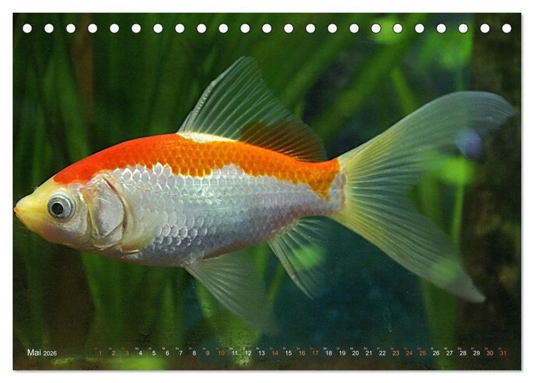 Produktbild: Goldfischportraits (Tischkalender 2026 DIN A5 quer), CALVENDO Monatskalender