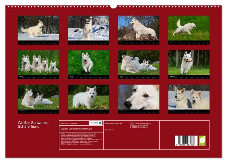 Produktbild: Wei&szlig;er Schweizer Sch&auml;ferhund (hochwertiger Premium Wandkalender 2026 DIN A2 quer), Kunstdruck in Hochglanz