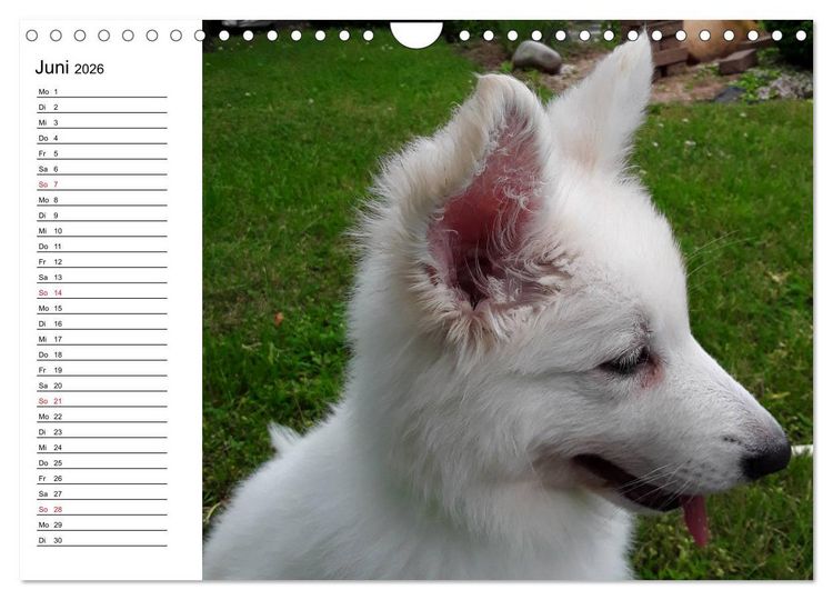 Produktbild: Berger Blanc Suisse - Wei&szlig;er Schweizer Sch&auml;ferhund (Wandkalender 2026 DIN A4 quer), CALVENDO Monatskalender