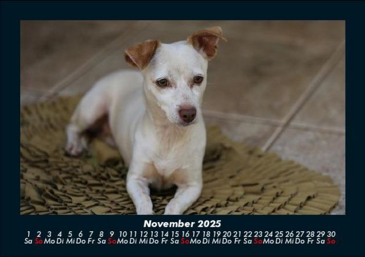 Produktbild: Hundezauber 2025 Fotokalender DIN A5