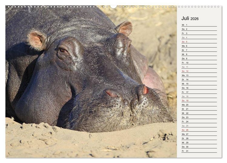 Produktbild: Hippos - Begegnungen in Afrika (hochwertiger Premium Wandkalender 2026 DIN A2 quer), Kunstdruck in Hochglanz