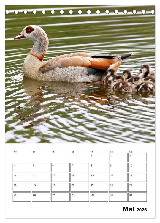 Produktbild: G&auml;nse, geliebte Wasserv&ouml;gel (Tischkalender 2026 DIN A5 hoch), CALVENDO Monatskalender