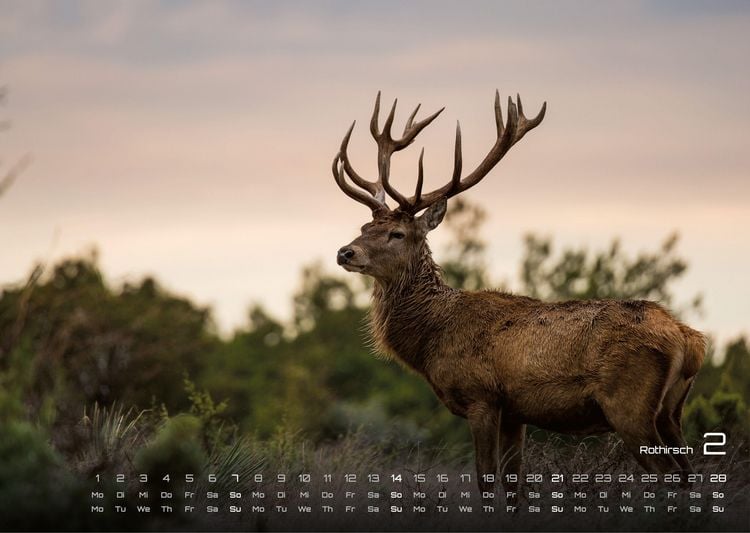 Produktbild: Waldtiere - Heimische Waldbewohner - Der Tierkalender - 2027 - Kalender DIN A3