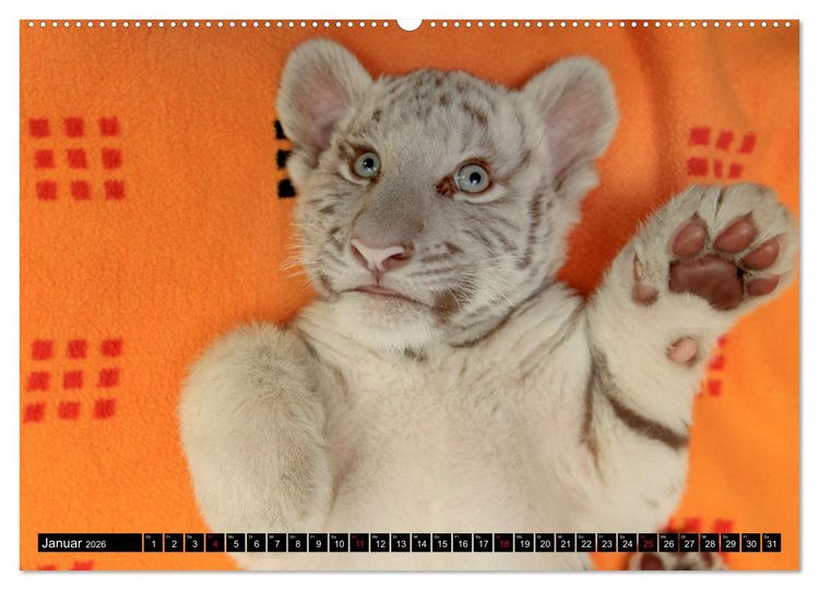 Produktbild: GROSSKATZEN GANZ KLEIN (Wandkalender 2026 DIN A2 quer), CALVENDO Monatskalender