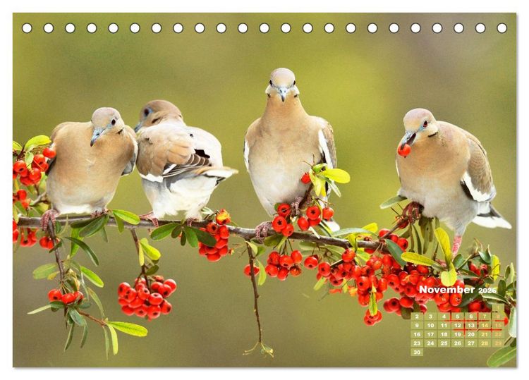 Produktbild: Tauben: vielfarbiges Gefieder und pr&auml;chtige Federkrone (Tischkalender 2026 DIN A5 quer), CALVENDO Monatskalender