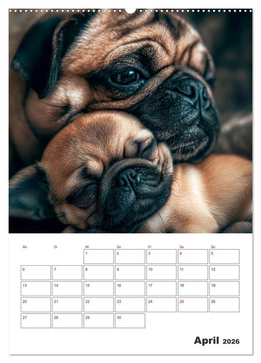 Produktbild: MOPS Pfotengl&uuml;ck in Faltenform (hochwertiger Premium Wandkalender 2026 DIN A2 hoch), Kunstdruck in Hochglanz
