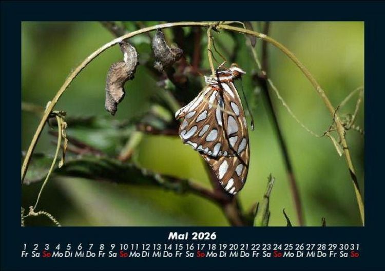 Produktbild: Bunte Pracht der Schmetterlinge 2026 Fotokalender DIN A5