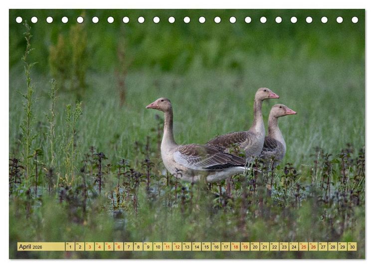 Produktbild: Donaudelta - Europas gro&szlig;es Vogelparadies (Tischkalender 2026 DIN A5 quer), CALVENDO Monatskalender