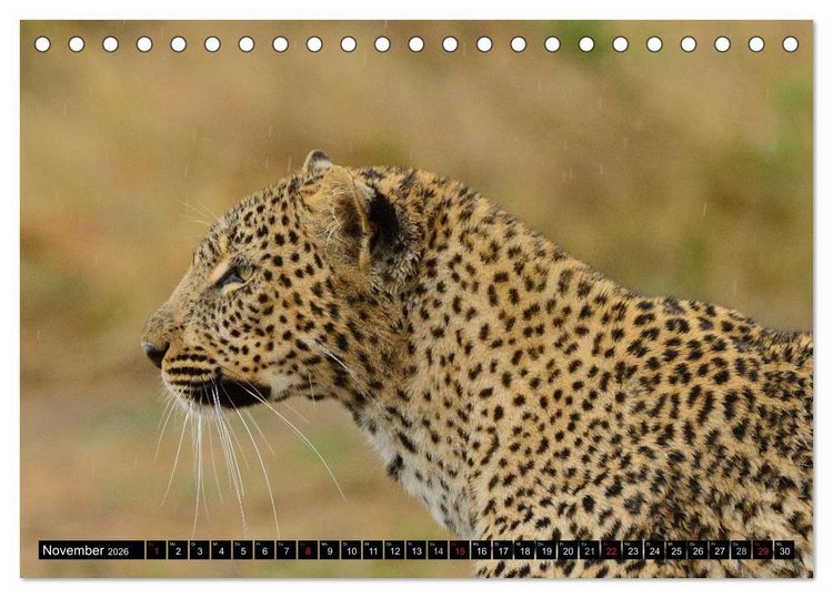 Produktbild: Faszination Afrika: Der Leopard (Tischkalender 2026 DIN A5 quer), CALVENDO Monatskalender