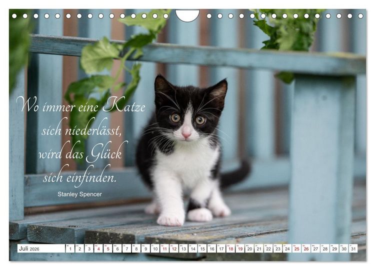 Produktbild: Kitten auf Entdeckungsreise (Wandkalender 2026 DIN A4 quer), CALVENDO Monatskalender