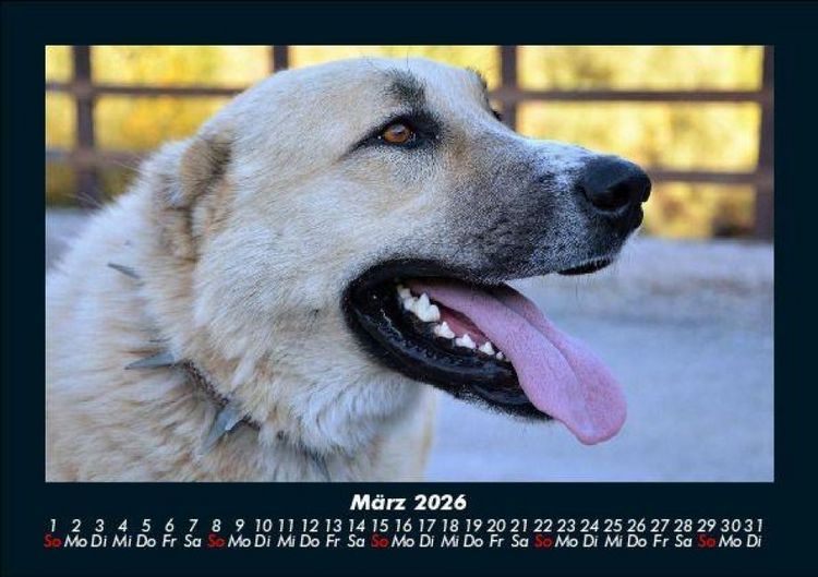 Produktbild: Hundezauber 2026 Fotokalender DIN A5