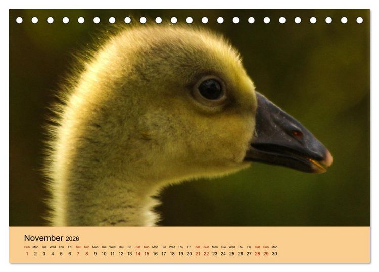 Produktbild: Our farm animals (Desk Calendar 2026 DIN A5 landscape), CALVENDO 12 Month DeskCalendar