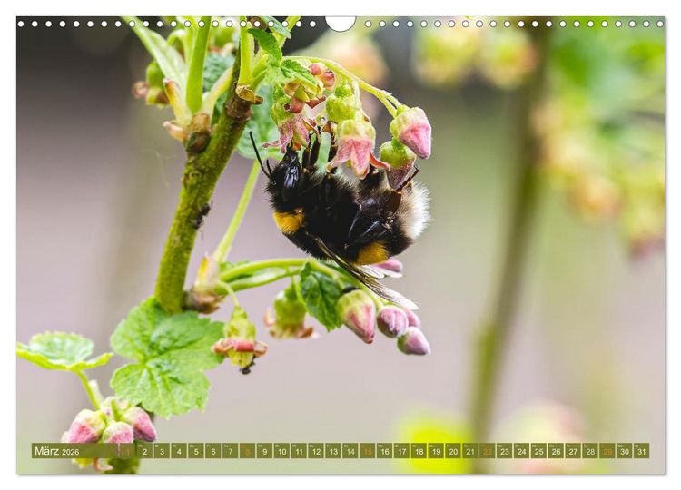 Produktbild: Faszination kleiner Sch&ouml;nheiten (Wandkalender 2026 DIN A3 quer), CALVENDO Monatskalender