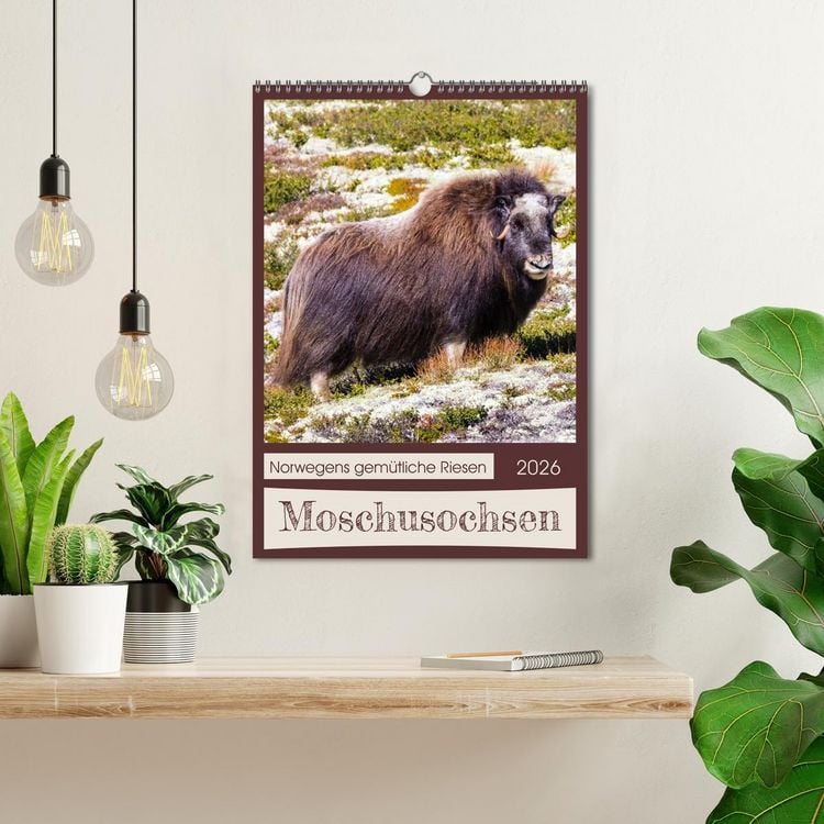 Produktbild: Moschusochsen - Norwegens gem&uuml;tliche Riesen (Wandkalender 2026 DIN A3 hoch), CALVENDO Monatskalender