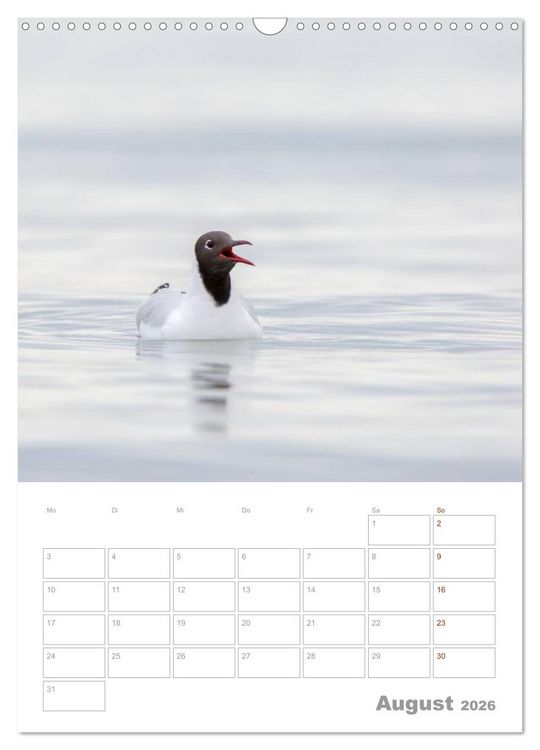 Produktbild: M&ouml;wen - die V&ouml;gel der K&uuml;ste (Wandkalender 2026 DIN A3 hoch), CALVENDO Monatskalender