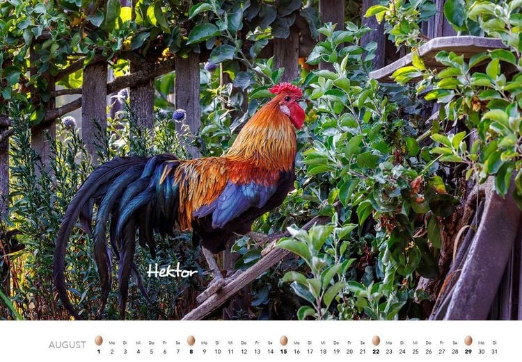 Produktbild: H&uuml;hner Kalender 2027