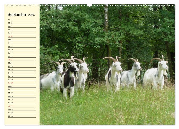 Produktbild: Ziegen. Lustige Ausbruchsk&uuml;nstler (hochwertiger Premium Wandkalender 2026 DIN A2 quer), Kunstdruck in Hochglanz