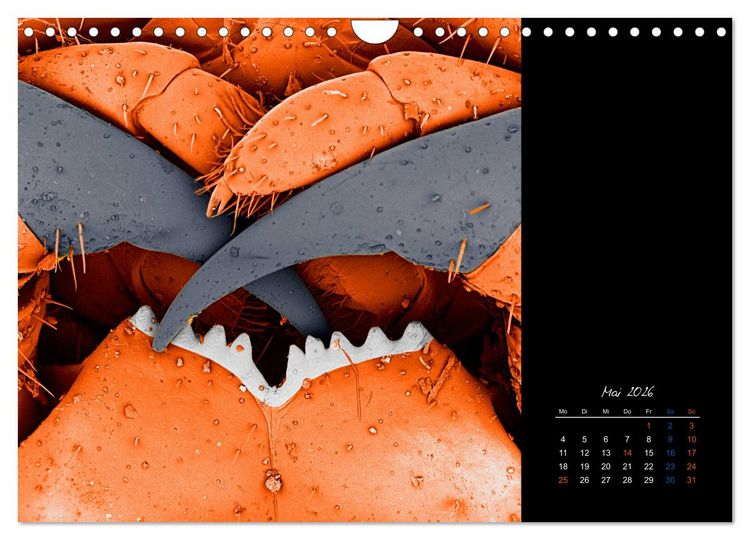 Produktbild: strucTEMs Mikrowelt - Winzige Nachbarn ganz gro&szlig; (Wandkalender 2026 DIN A4 quer), CALVENDO Monatskalender