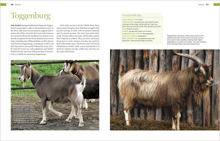 Produktbild: Storey's Illustrated Breed Guide to Sheep, Goats, Cattle and Pigs