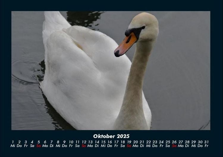 Produktbild: Welt der V&ouml;gel 2025 Fotokalender DIN A4