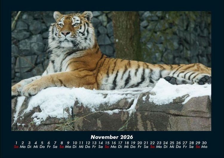 Produktbild: Tiger 2026 Fotokalender DIN A4