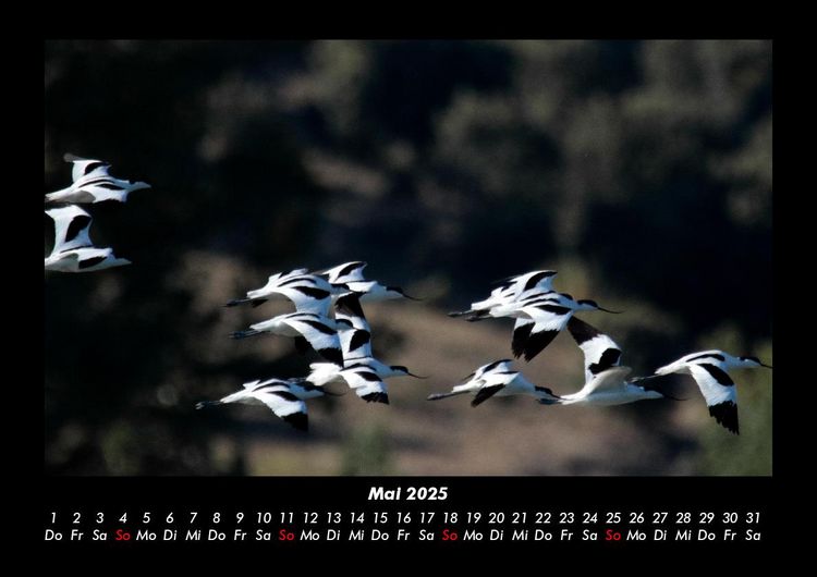 Produktbild: M&ouml;wen 2025 Fotokalender DIN A3