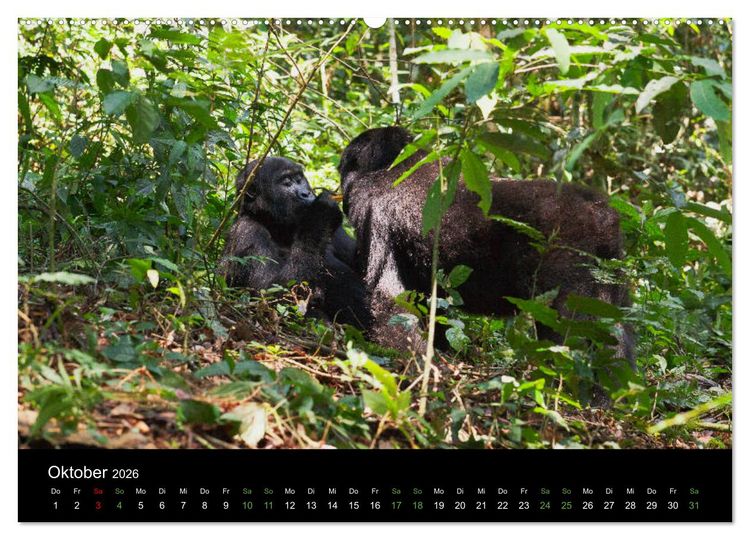 Produktbild: Ugandas friedliche Berggorillas (Wandkalender 2026 DIN A2 quer), CALVENDO Monatskalender