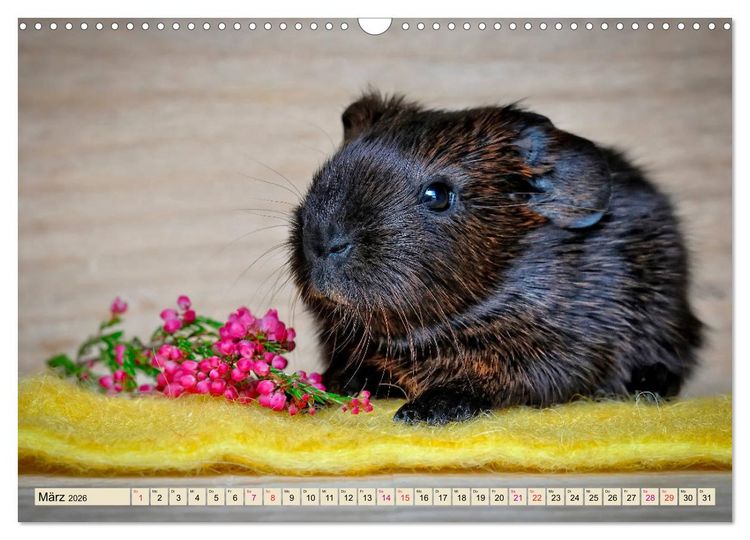 Produktbild: Meerschweinchen - so s&uuml;&szlig; (Wandkalender 2026 DIN A3 quer), CALVENDO Monatskalender