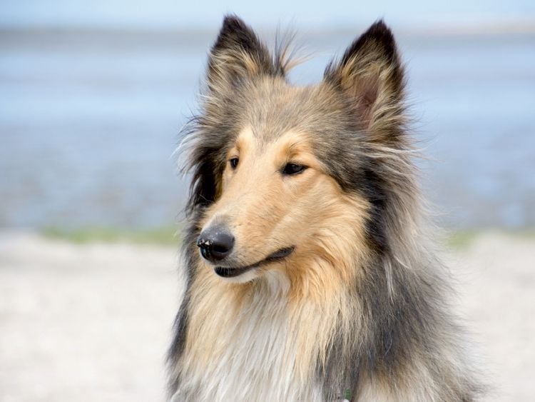 Produktbild: CALVENDO Puzzle Ein Motiv aus dem Kalender Ein Collie begleitet durch das Jahr 1000 Teile Puzzle quer | 1000 Teile Lege-Gr&ouml;&szlig;e 64 &times; 48 cm Foto-Puzzle f&uuml;r gl&uuml;ckliche Stunden