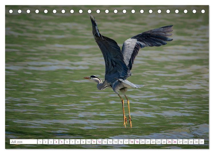 Produktbild: Vogelwelt am Bodensee 2026 (Tischkalender 2026 DIN A5 quer), CALVENDO Monatskalender