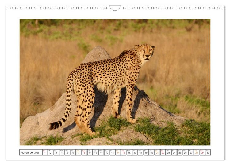 Produktbild: African Big Cats (Wall Calendar 2026 DIN A3 landscape), CALVENDO 12 Month Wall Calendar