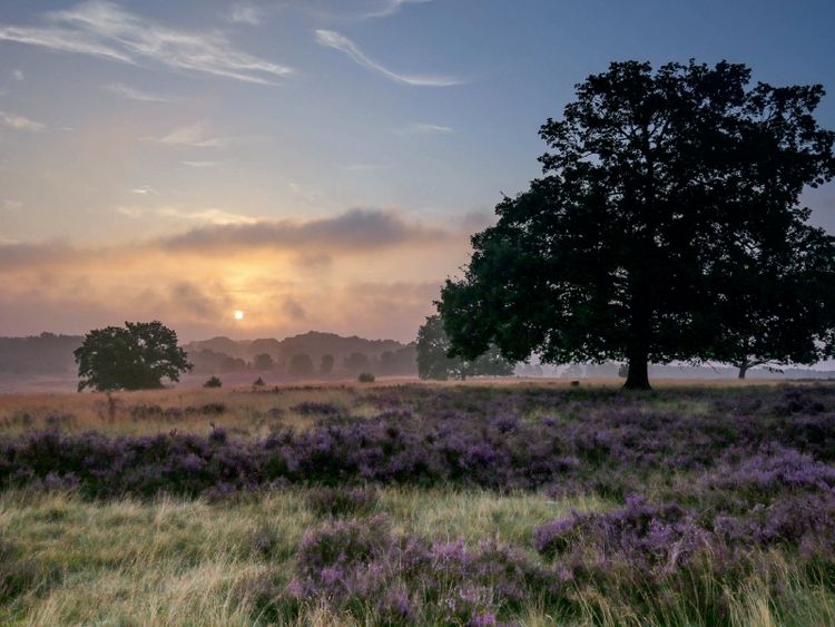 Produktbild: Morgennebel bei Niederhaverbeck (Puzzle)