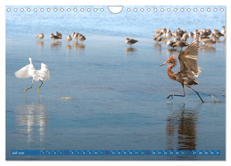 Produktbild: R&ouml;telreiher und Schmuckreiher (Wandkalender 2026 DIN A4 quer), CALVENDO Monatskalender