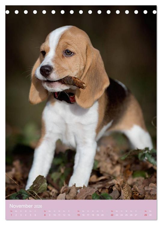 Produktbild: Tierkinder Hunde und Katzen (Tischkalender 2026 DIN A5 hoch), CALVENDO Monatskalender