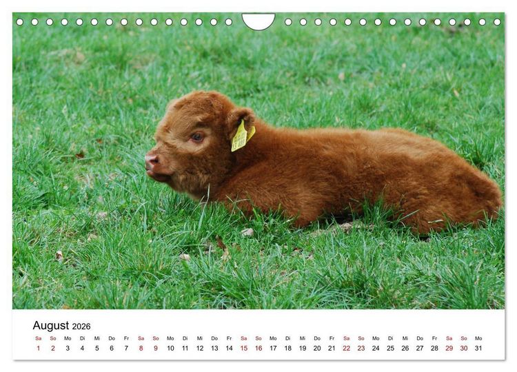 Produktbild: Die Schottischen Hochlandrinder und ihr Nachwuchs (Wandkalender 2026 DIN A4 quer), CALVENDO Monatskalender