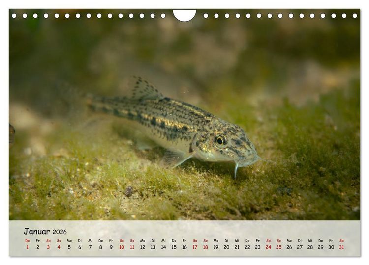 Produktbild: Faszination Fische (Wandkalender 2026 DIN A4 quer), CALVENDO Monatskalender