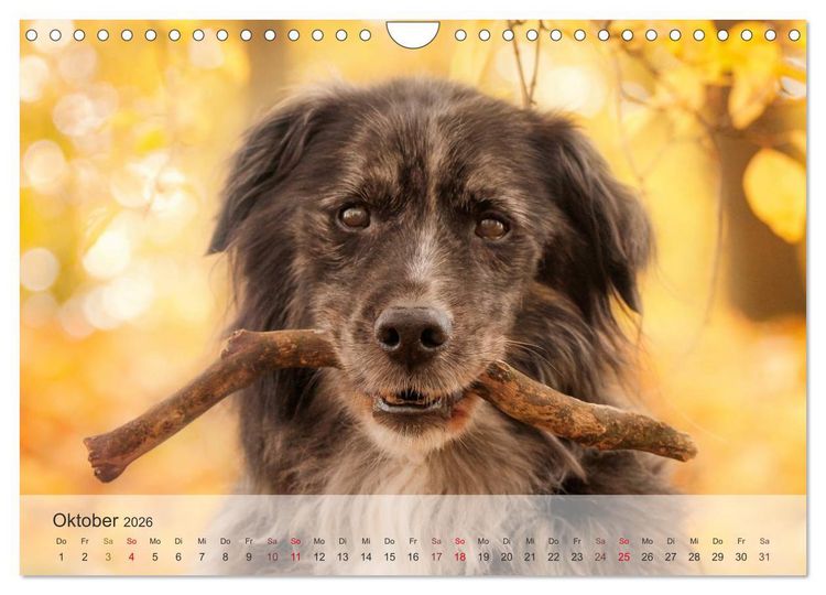 Produktbild: Hunde 2026 - Treue Begleiter (Wandkalender 2026 DIN A4 quer), CALVENDO Monatskalender
