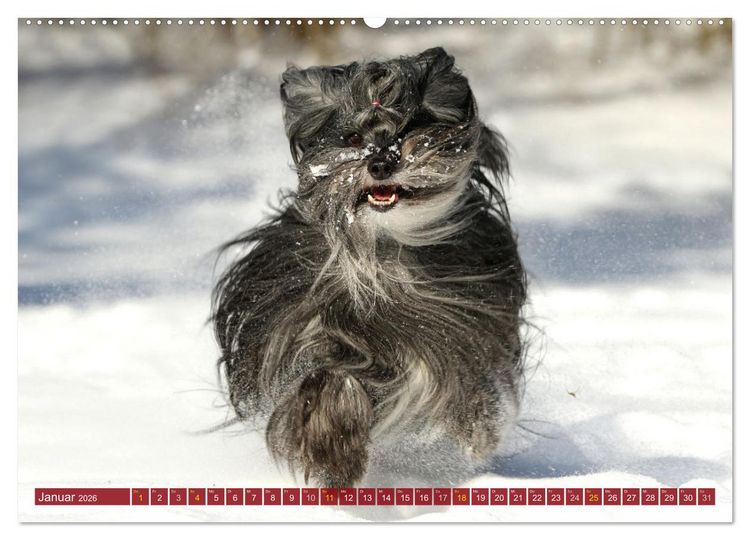 Produktbild: Tibet Terrier Theo (hochwertiger Premium Wandkalender 2026 DIN A2 quer), Kunstdruck in Hochglanz