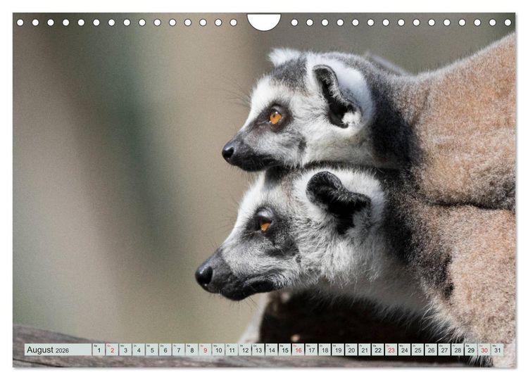 Produktbild: Makis ganz s&uuml;ss (Wandkalender 2026 DIN A4 quer), CALVENDO Monatskalender